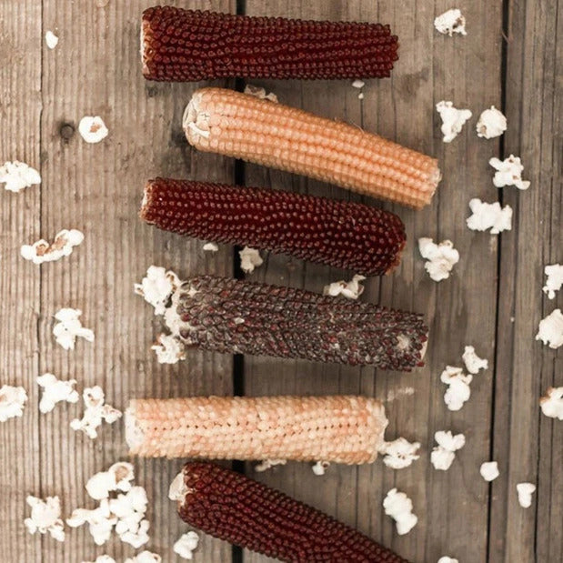 Microwave Popcorn on the Cob